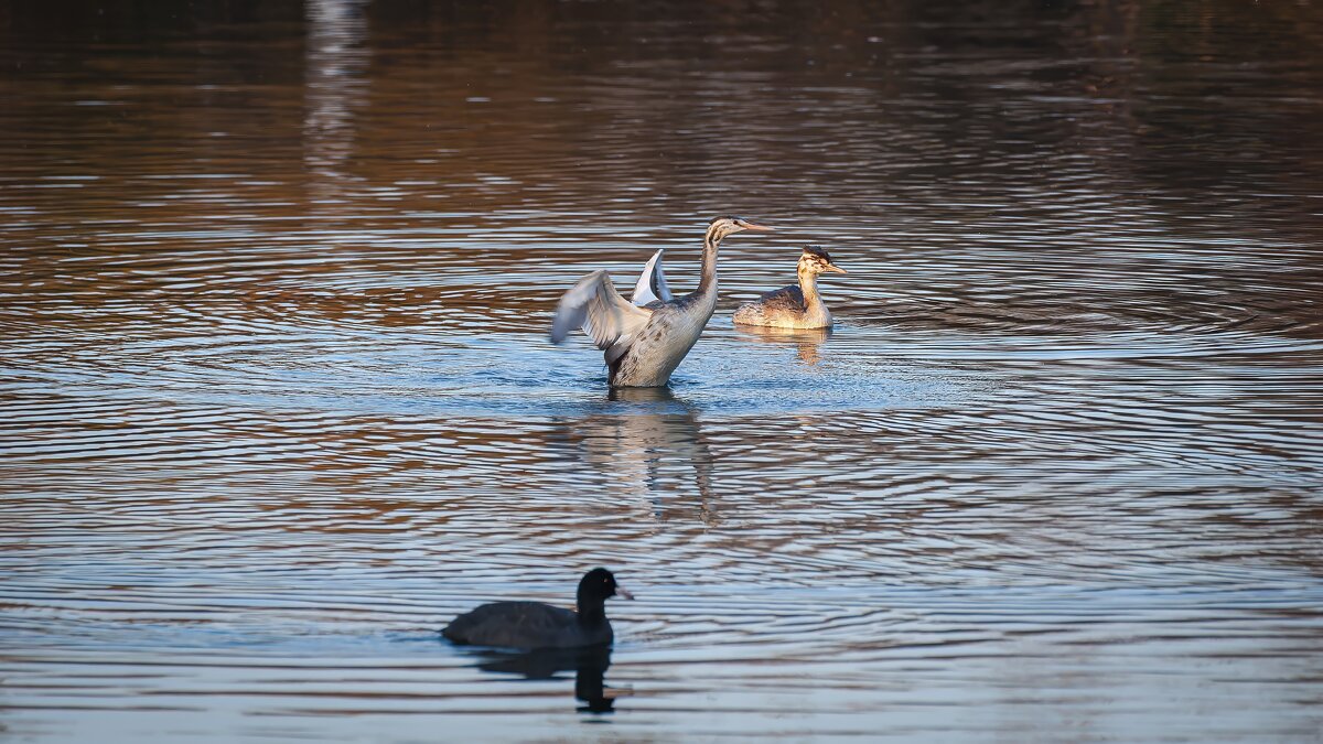 Молодая чомга. - Вадим Басов Молодая чомга. - Вадим Басов