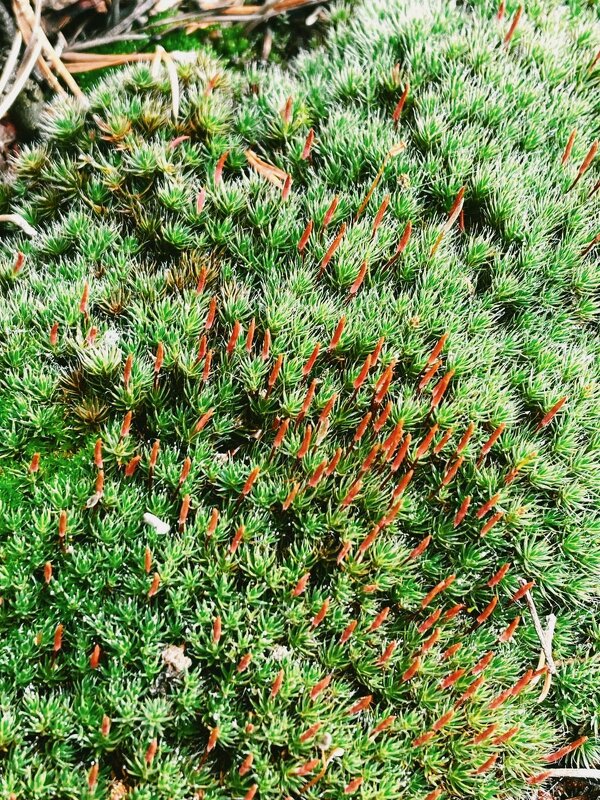 Всюду жизнь - Георгиевич 