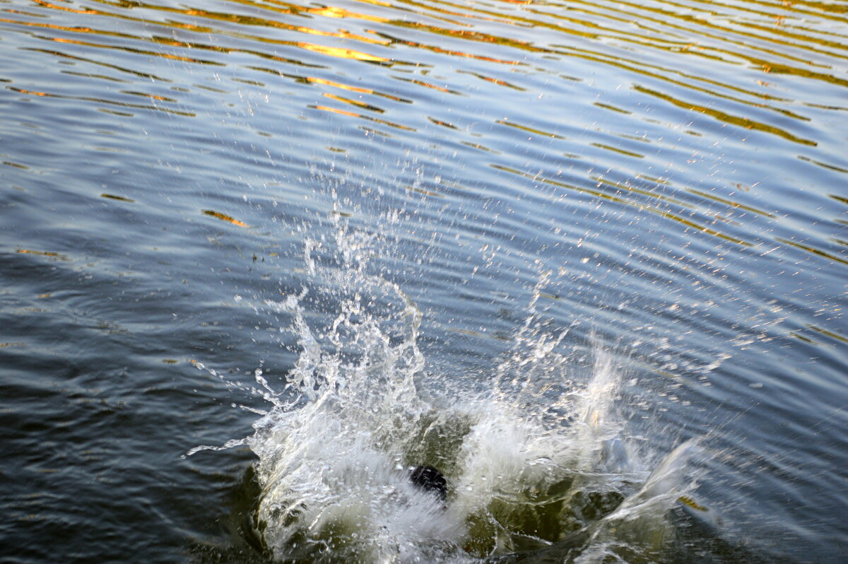 Вечернее купание ( вернее ныряние) - Татьяна Лютаева