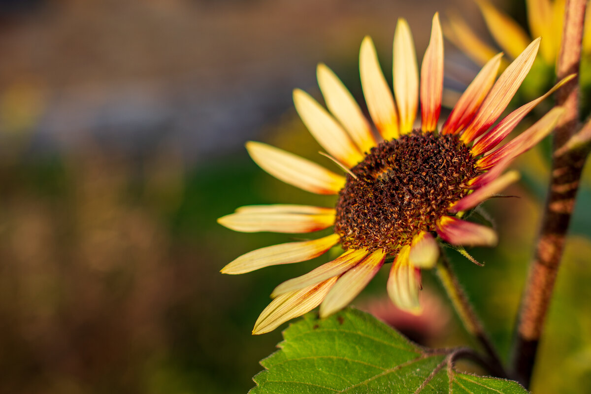 осень - Петр 