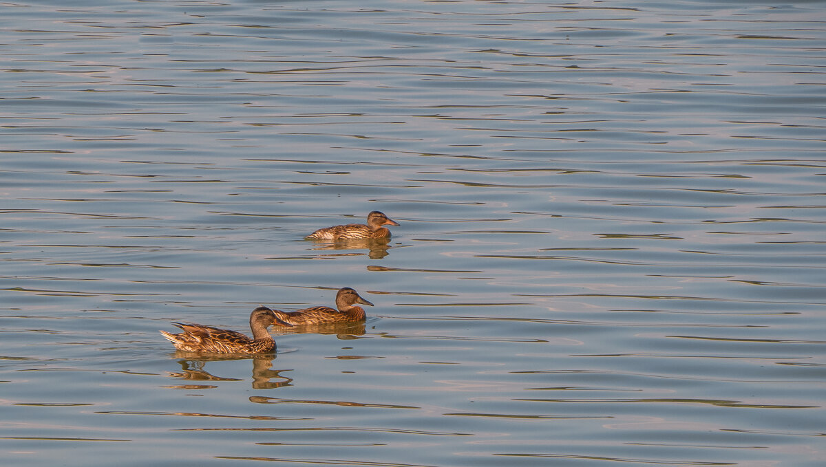 Уточки на водохранилище - Сергей Цветков