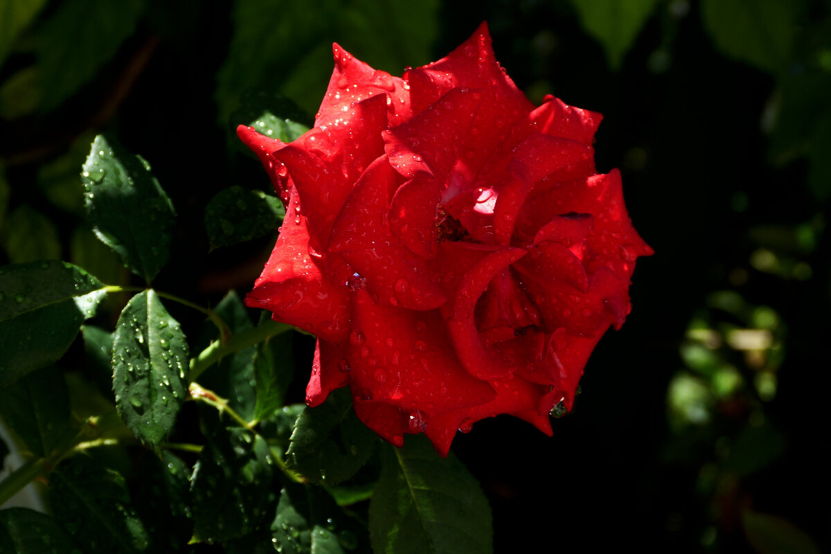 Алая  роза - Валентин Семчишин