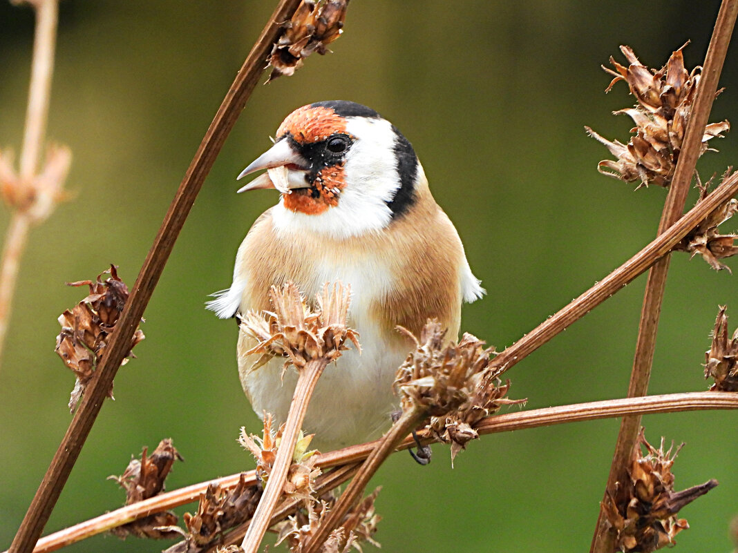 Щегол - Лина 