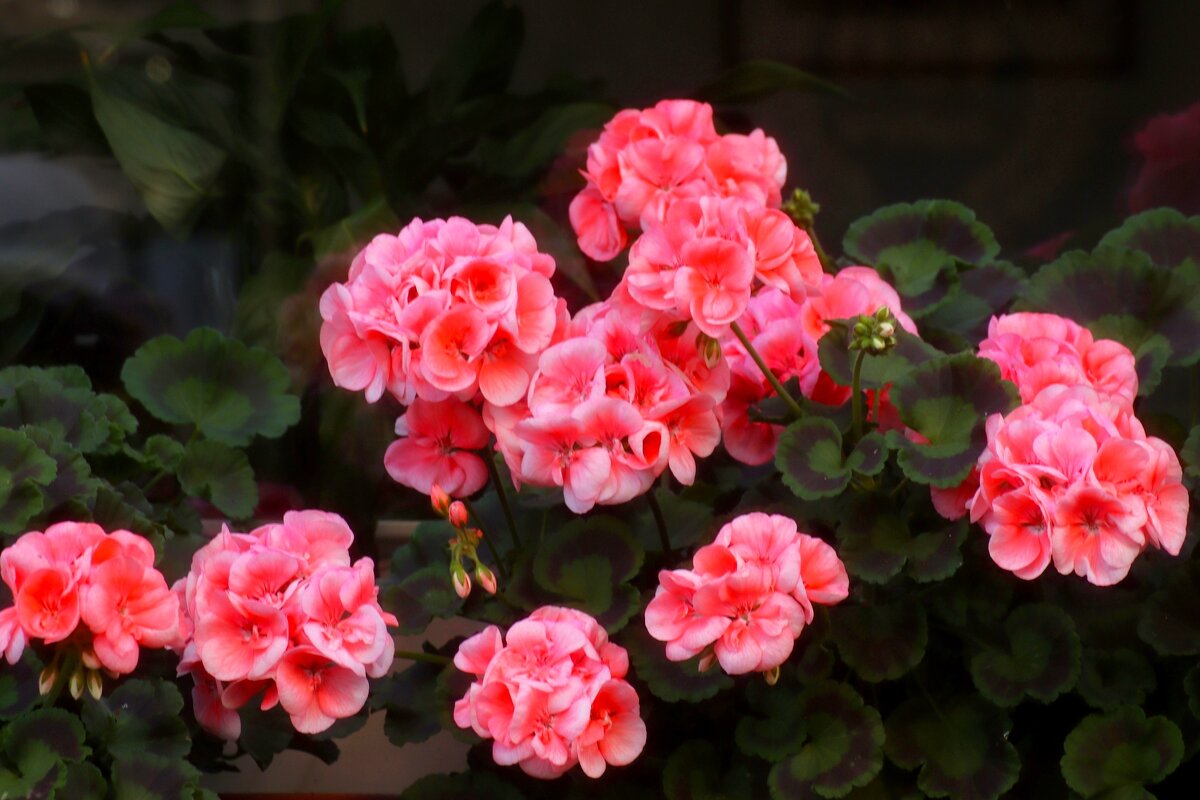 Цветёт герань - Юрий. Шмаков