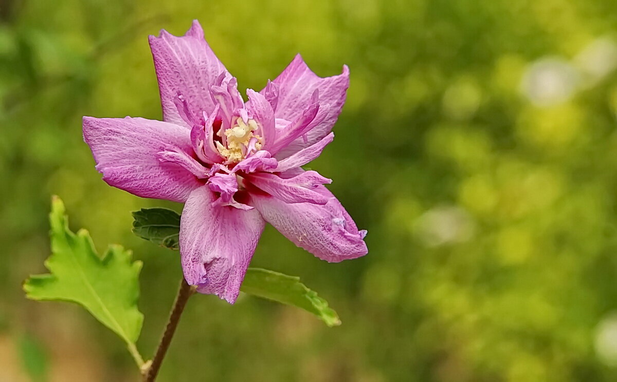 Про разный Гибискус... - Николай Саржанов