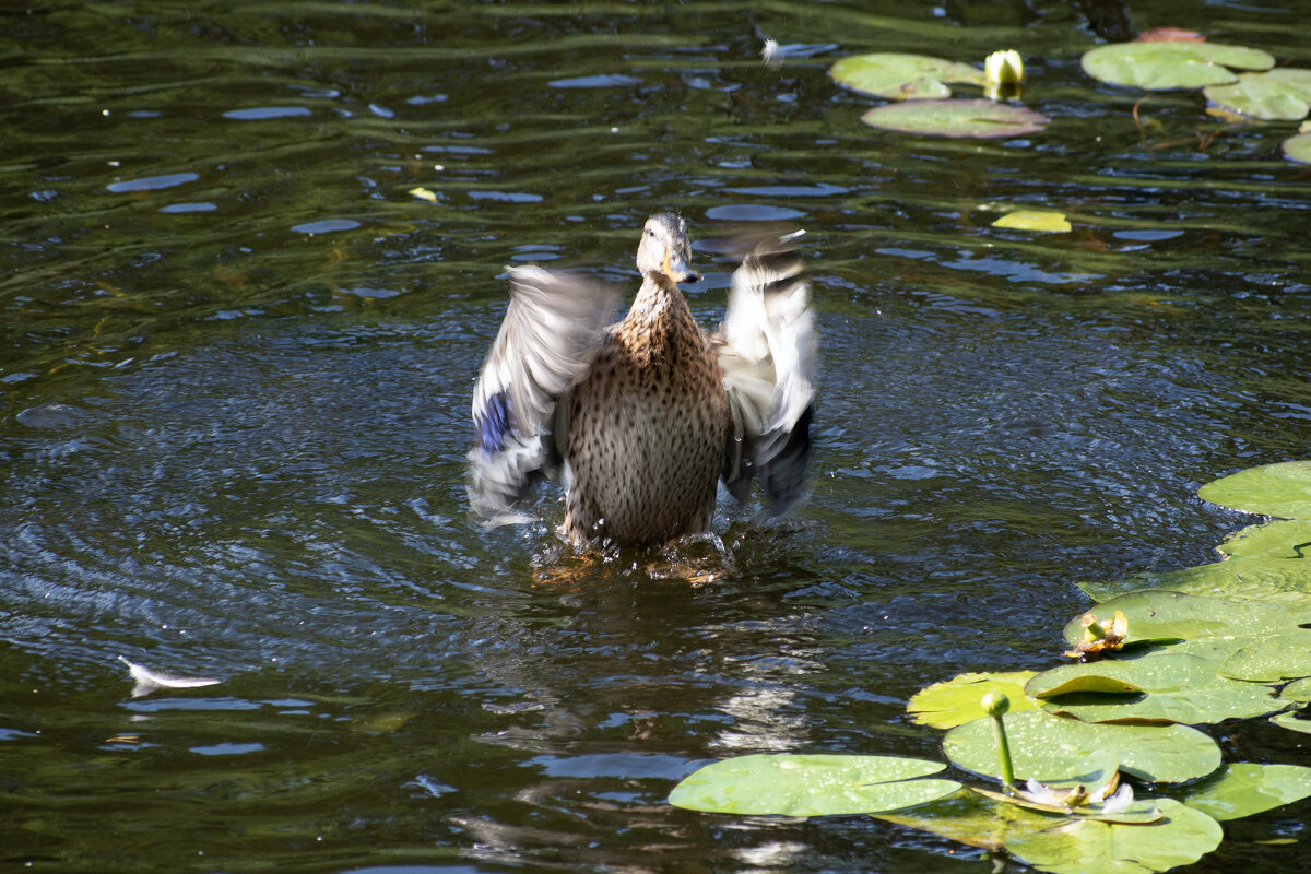 Вот такую поймал! - Валерий Пославский