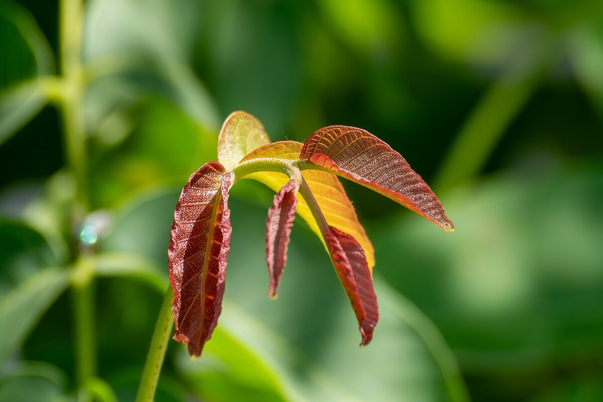 Орех который грецкий - Игорь Сикорский