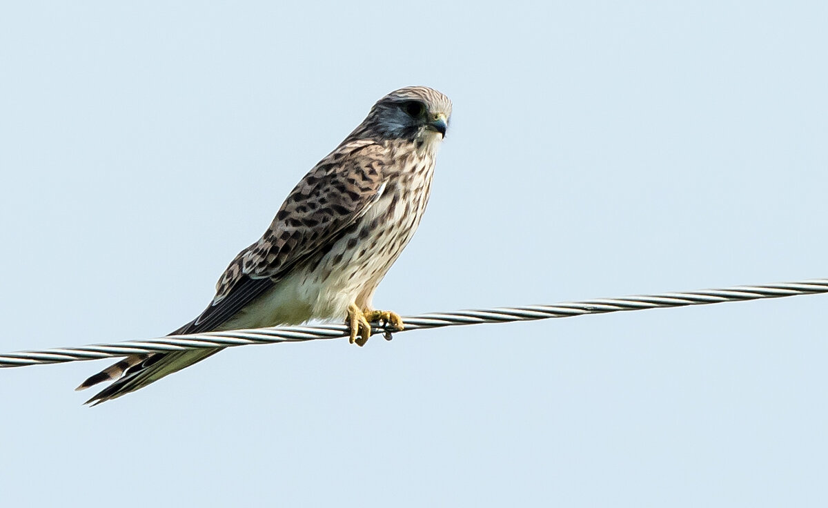 Пустельга. - Владимир Безбородов