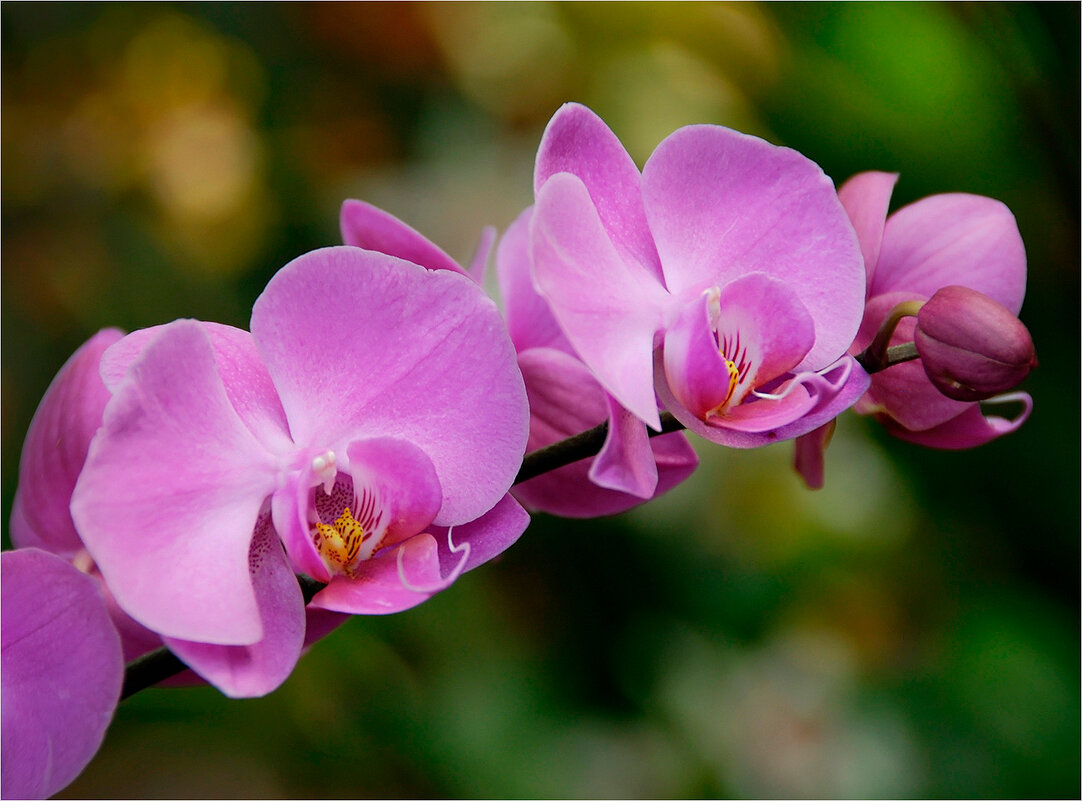 Орхидея - Ирина С