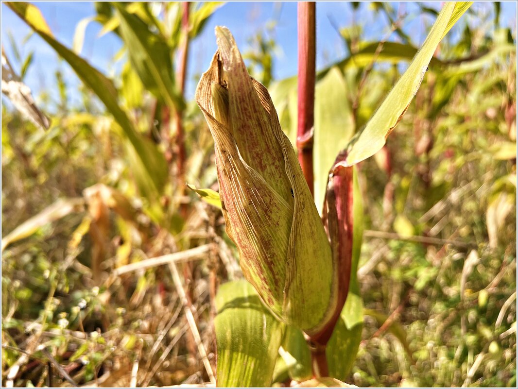 Початок. - Валерия Комова