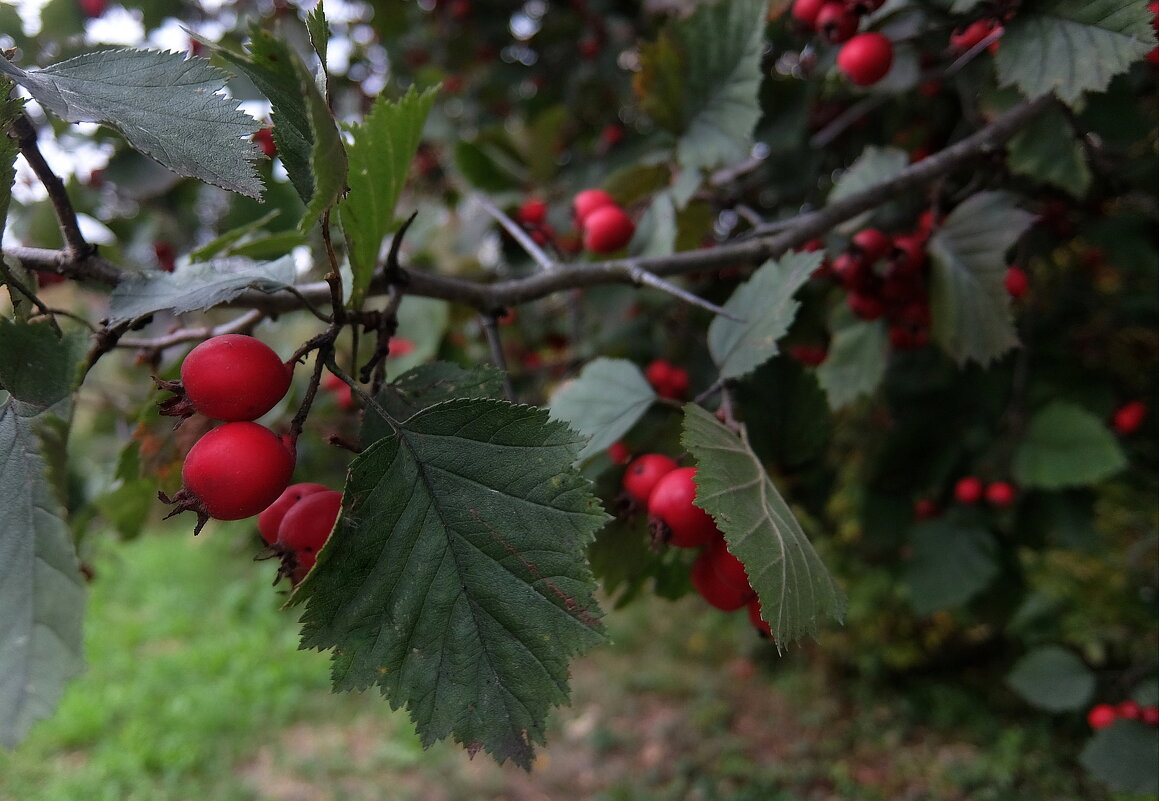 Осенний боярышник. - Люба 