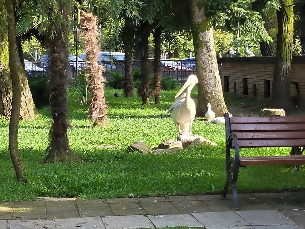 Грузия. Батуми. Батумский бульвар. - Ольга Довженко