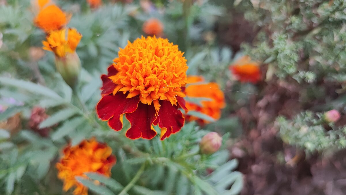 ,,, - Сергей Тимоновский