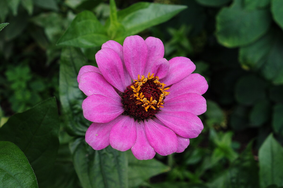 Циния - Рита Симонова