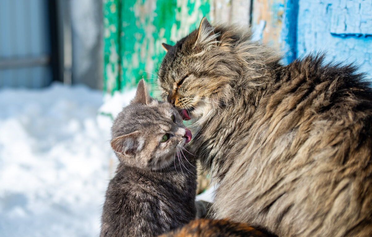 Кошачьи нежности - Владимир Иванович