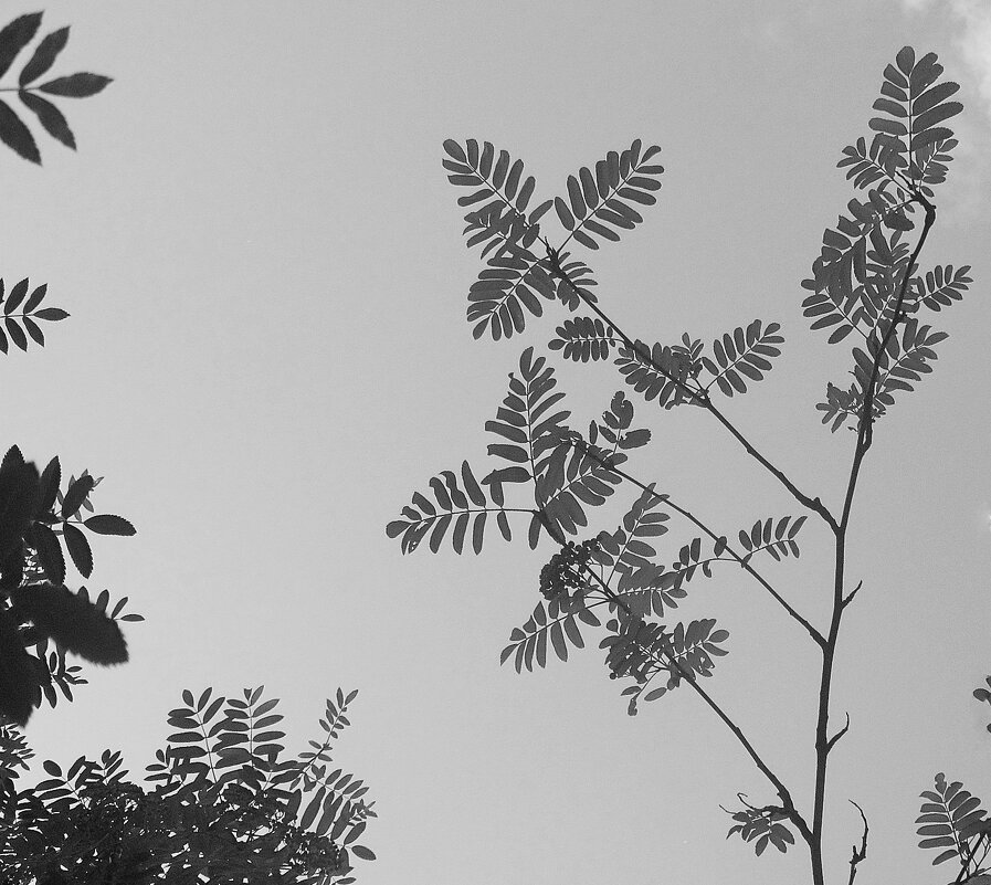 ...узоры.. - galalog galalog