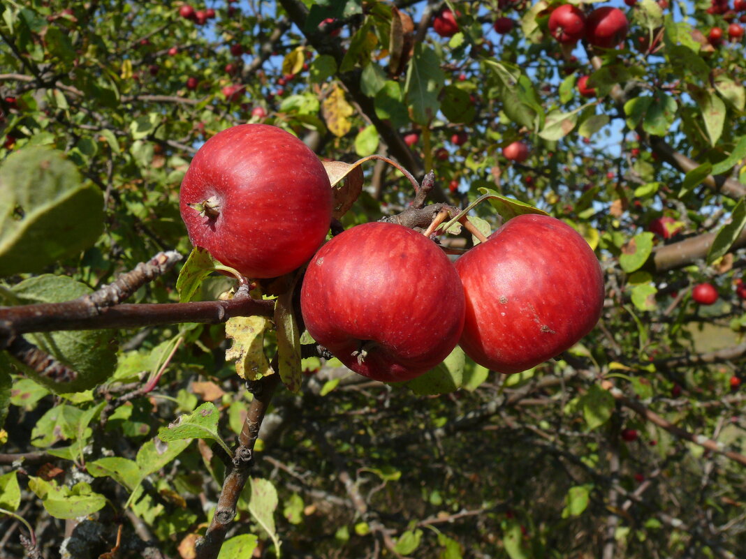 Дикие яблочки - Елена Елена