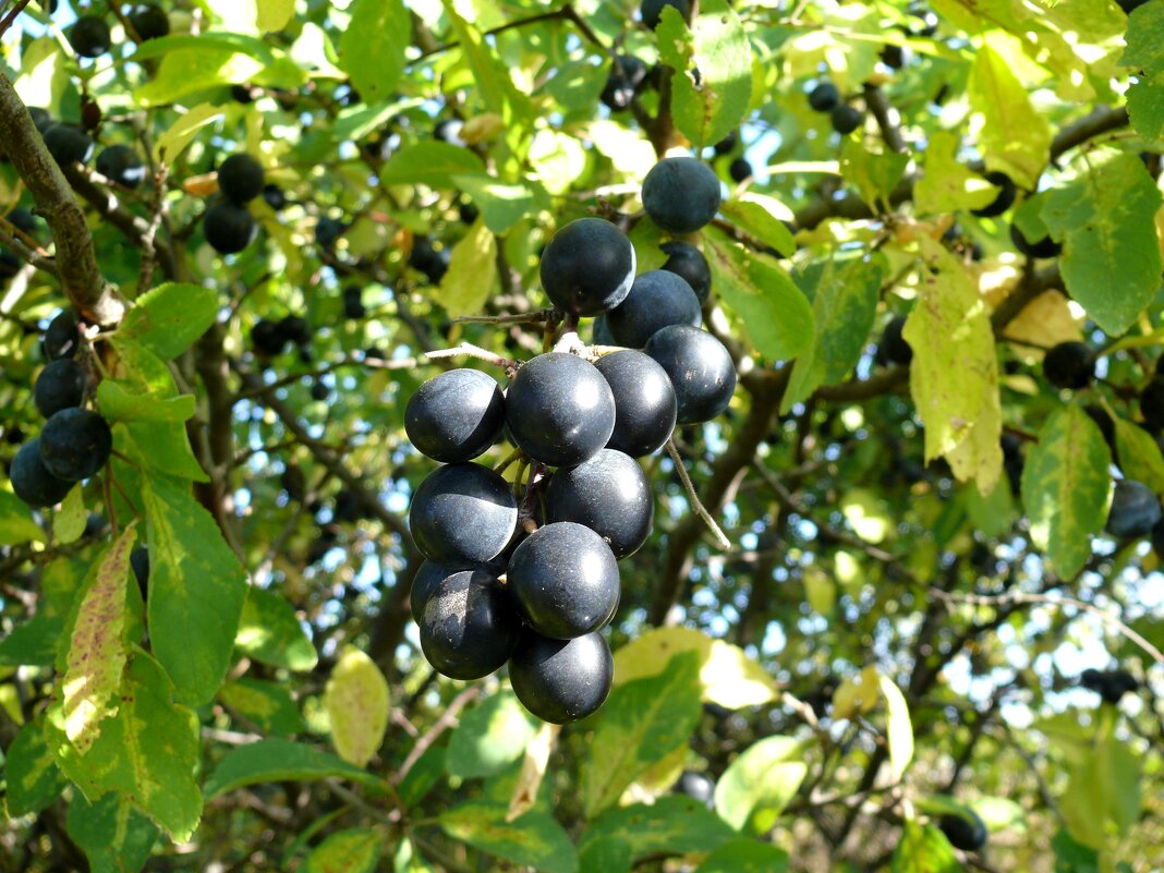 Терновая гроздь - Елена Елена