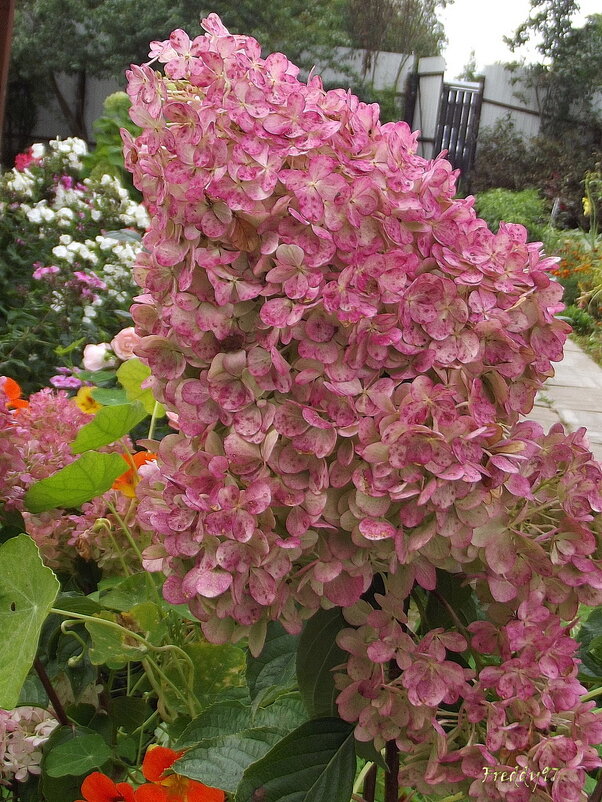 Гортензия - Freddy 97