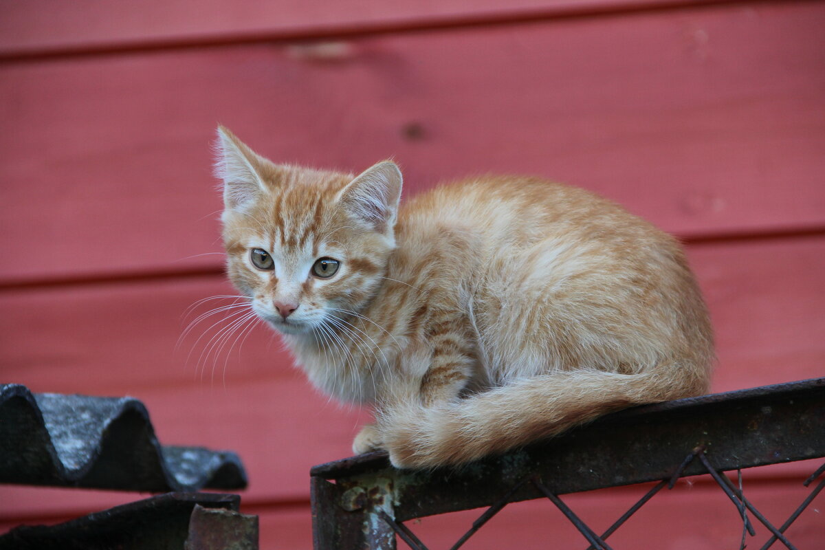 Наблюдатель. - жанна нечаева