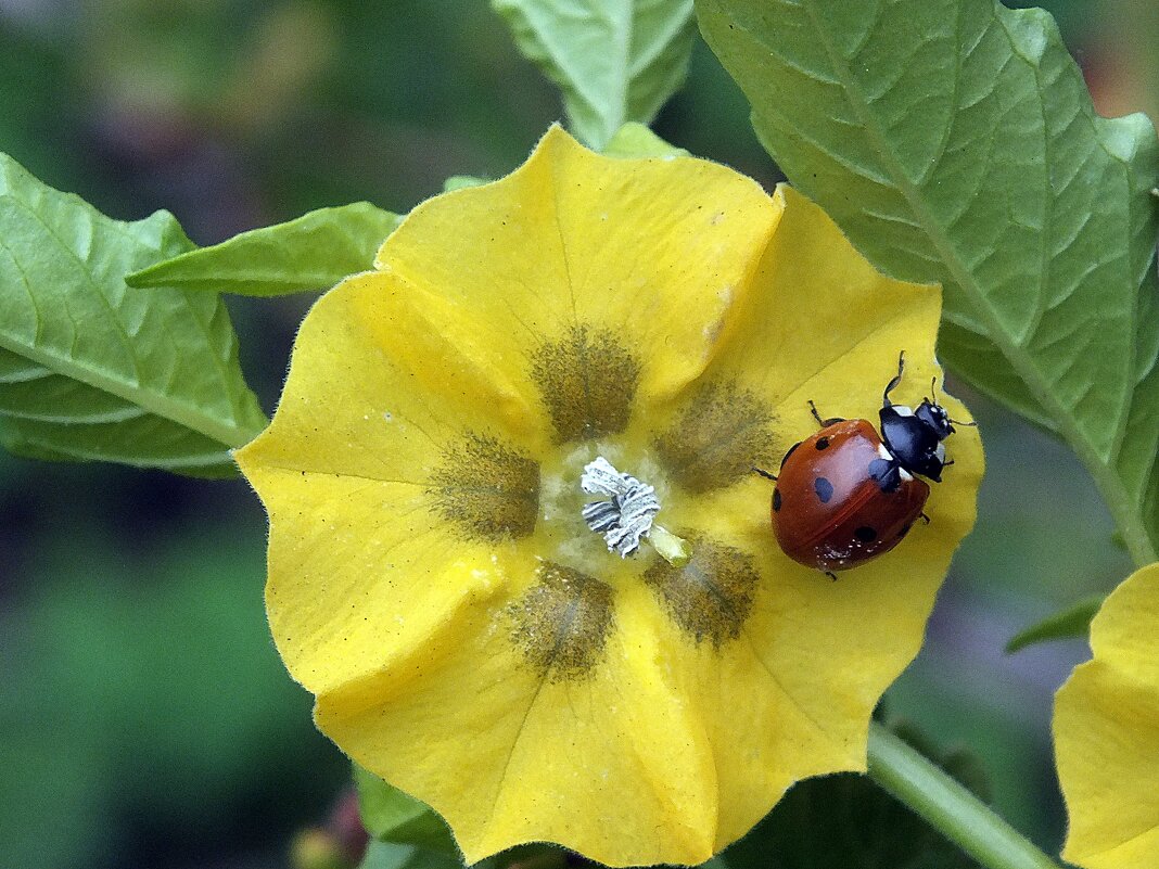 ** - Зоя Мишина