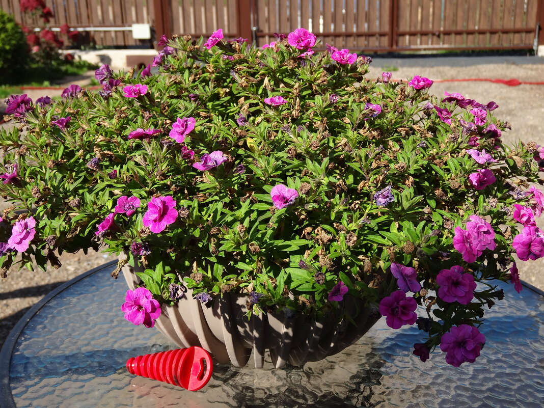 ПЕТУНИИ - СЕРГЕЙ ФИЛОЧКИН