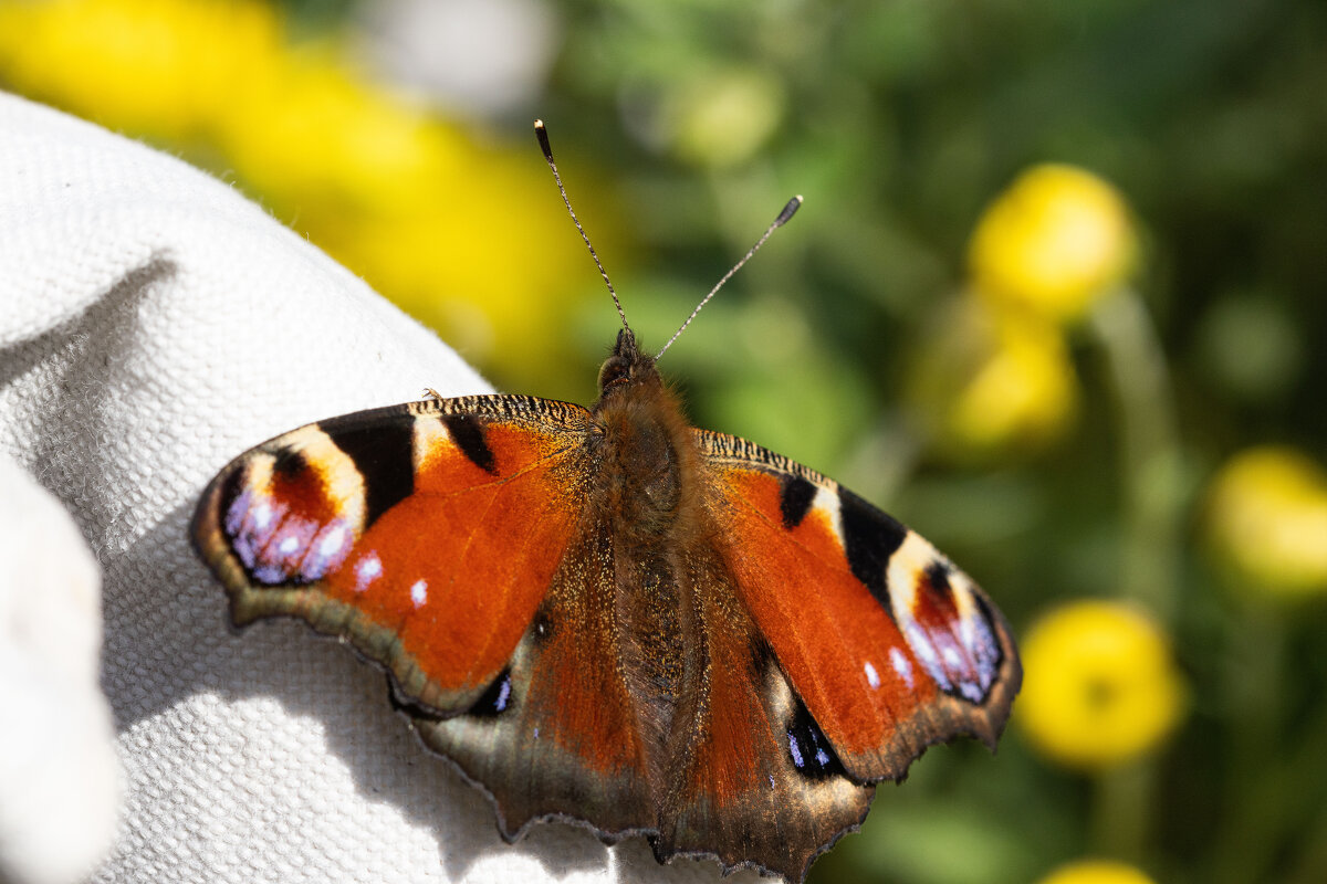 - - Андрей Молодов