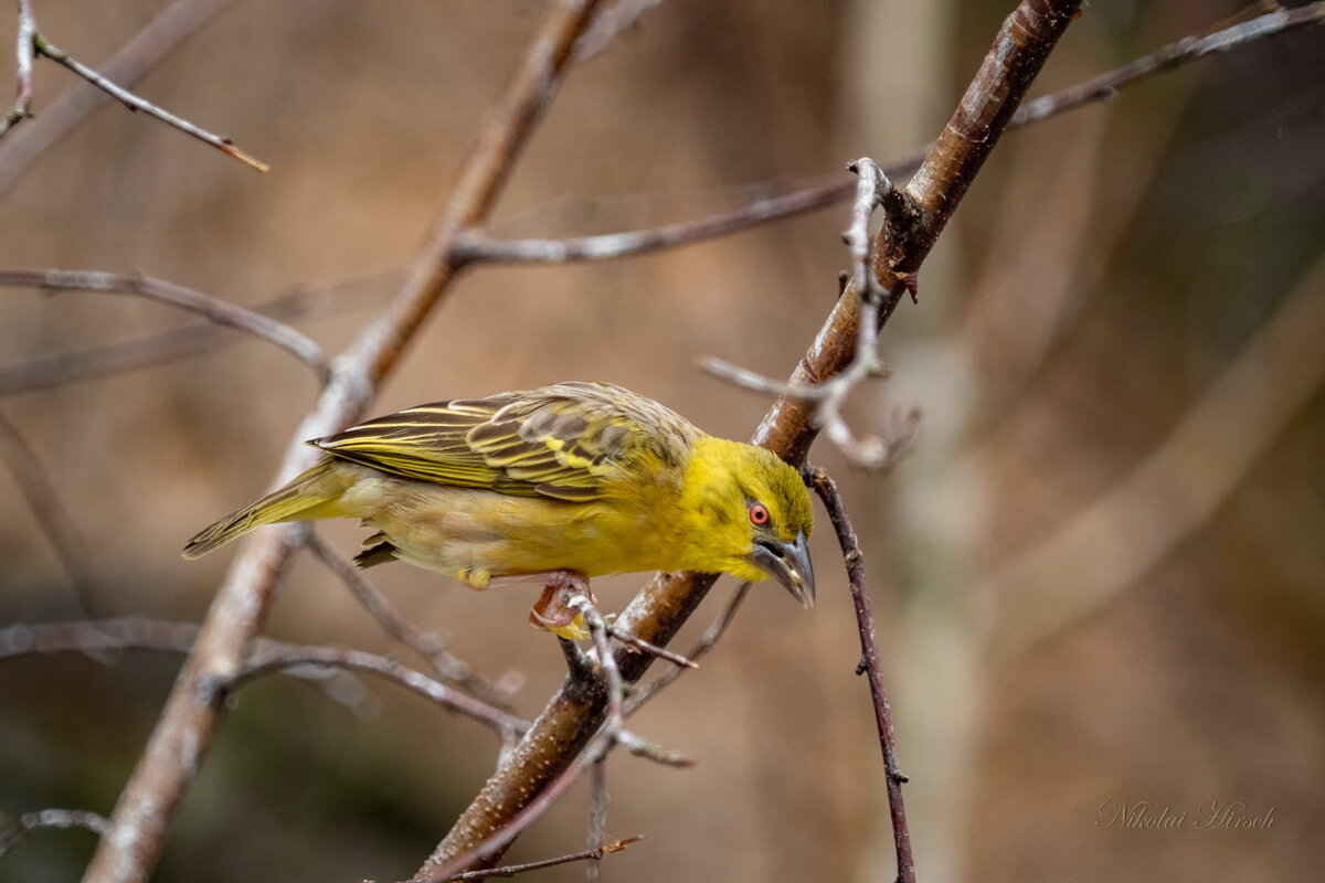 *** - Николай Гирш *** - Николай Гирш