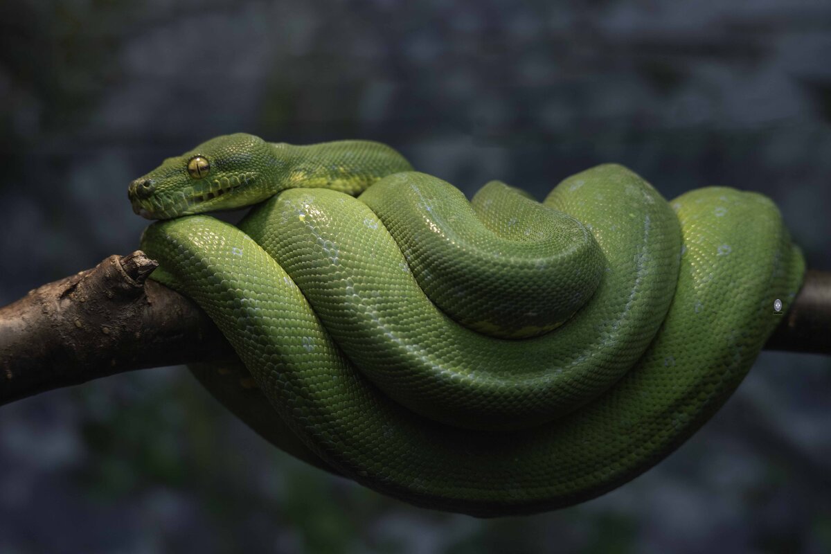 Green tree phyton - Al Pashang 