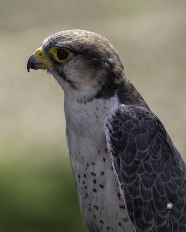 Lanner falcon - Al Pashang 