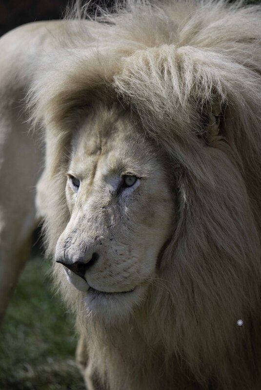 White lion - Al Pashang 