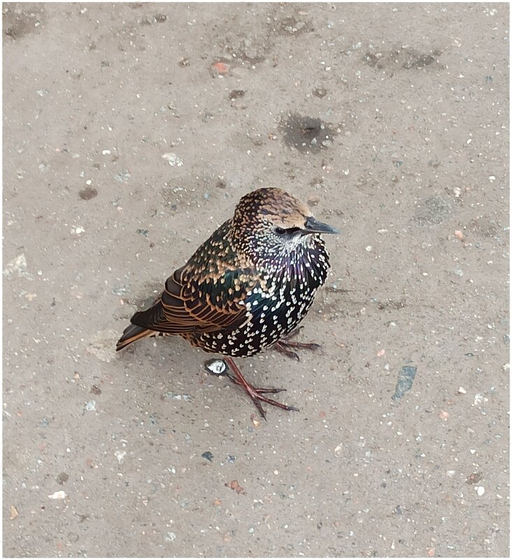 *** - Татьяна Осипова(Deni2048)