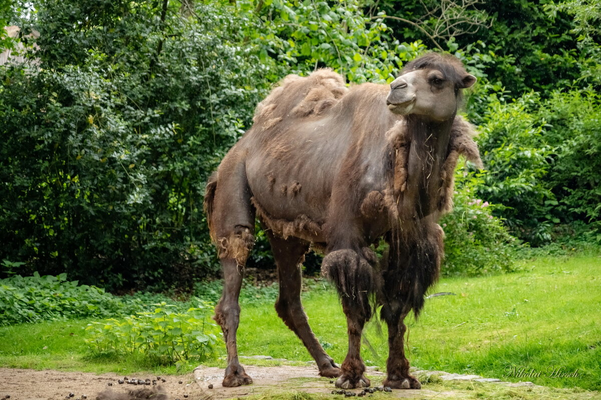 Про верблюда... - Николай Гирш