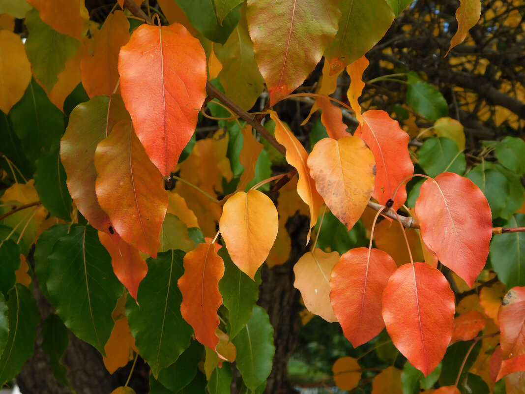Ветка груши в сентябре - Наиля 