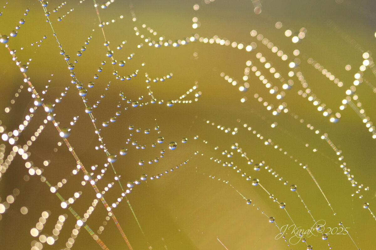 *** - Елена Kазак (selena1965)