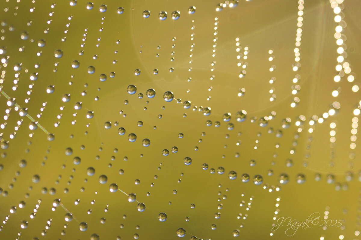 *** - Елена Kазак (selena1965)