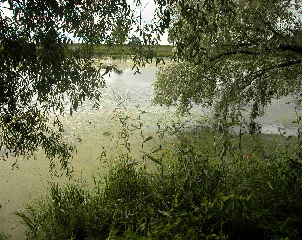 Грустные ивы... - Наталья Лунева Грустные ивы... - Наталья Лунева