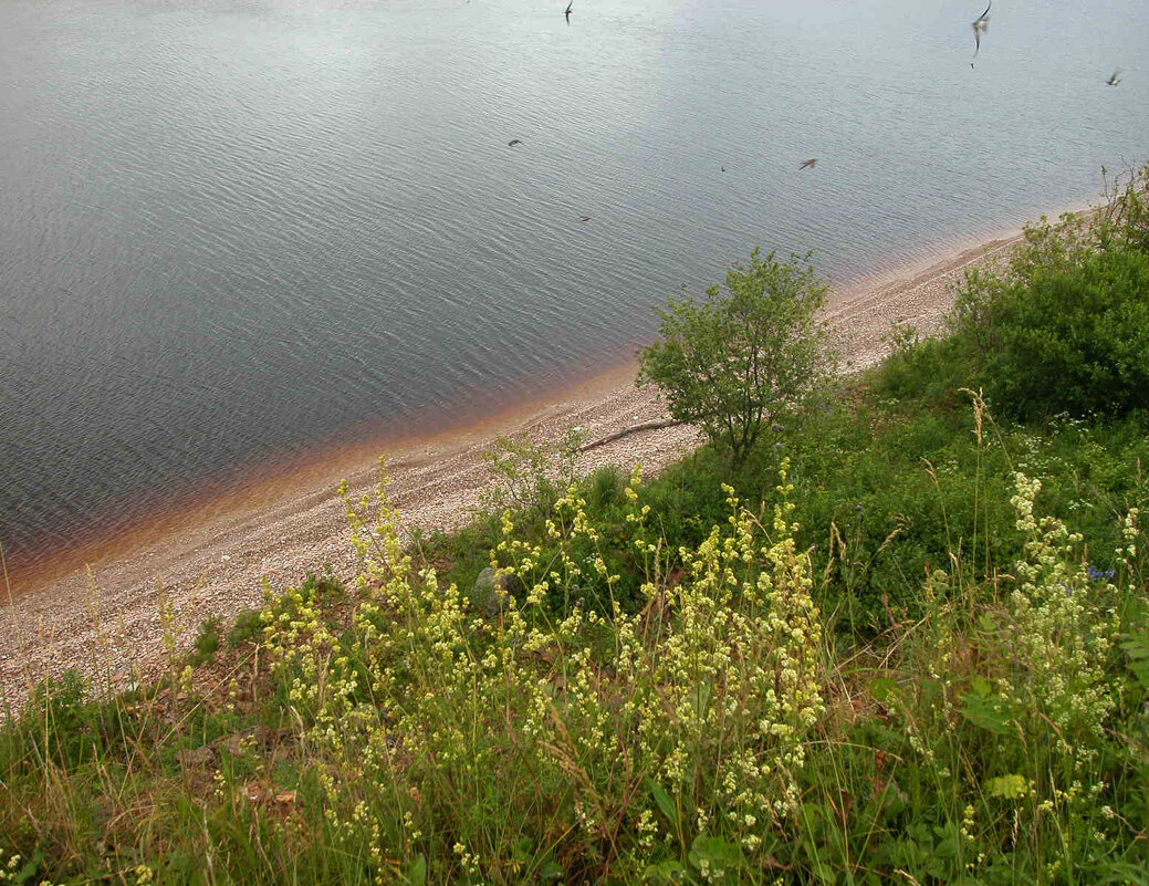 Стрижи всполошились... - Наталья Лунева 