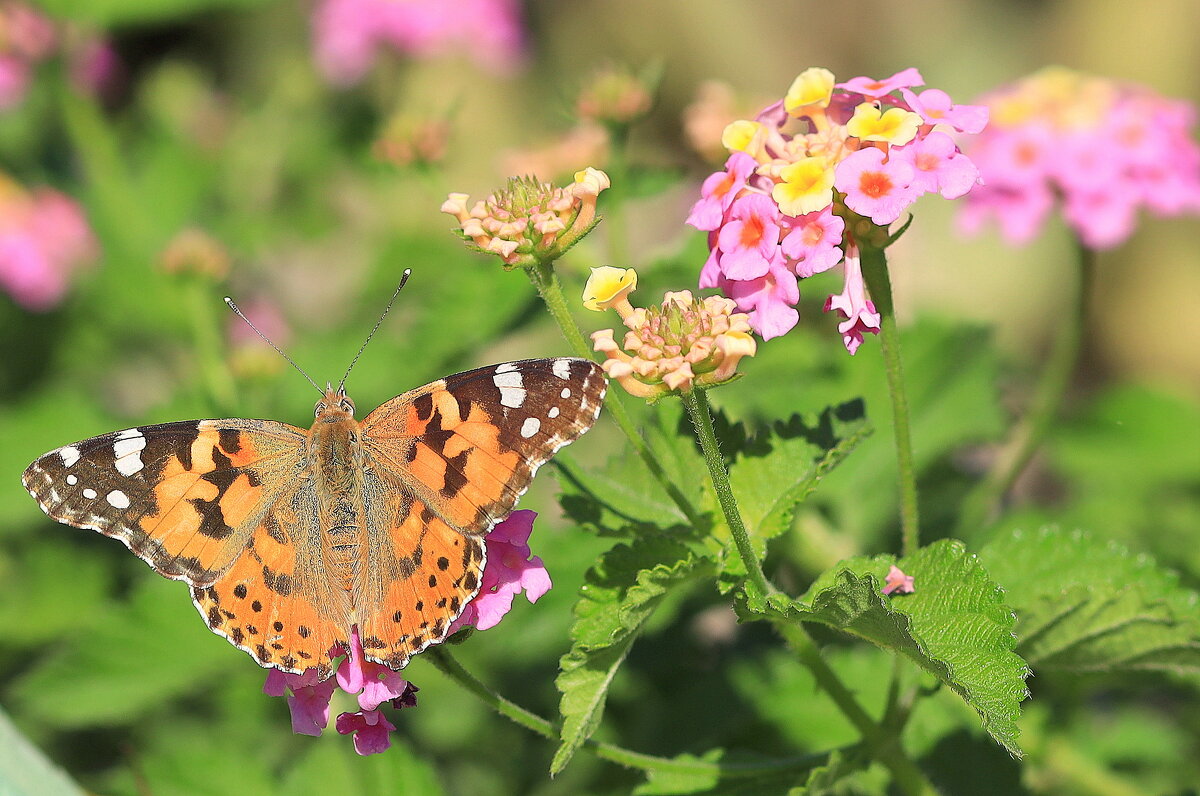 Оранжевая. - Оля Богданович