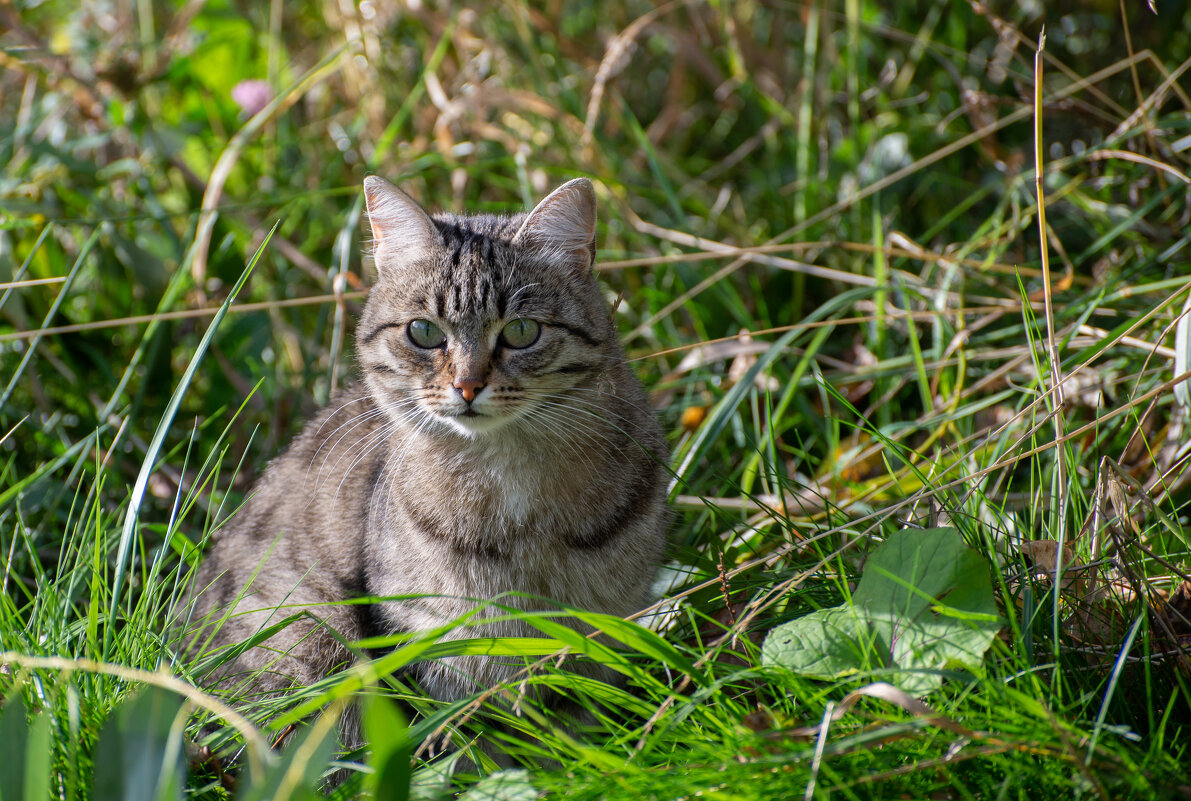 Кошка в сентябре. - Павел Харлин