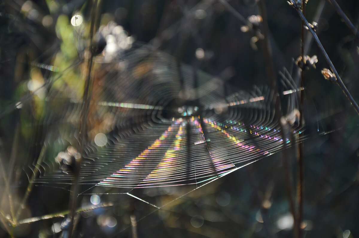 *** - Надежда Куркина 