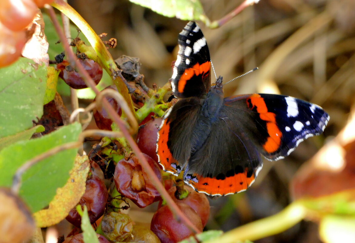 Из сегодняшней съёмки 2 - Александр Прокудин