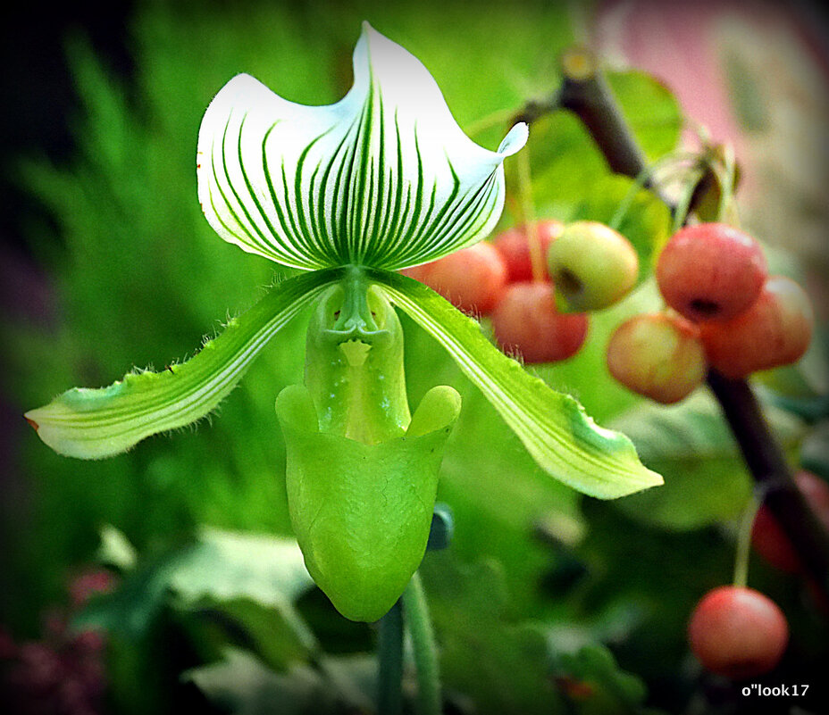 природа шутит - Олег Лукьянов