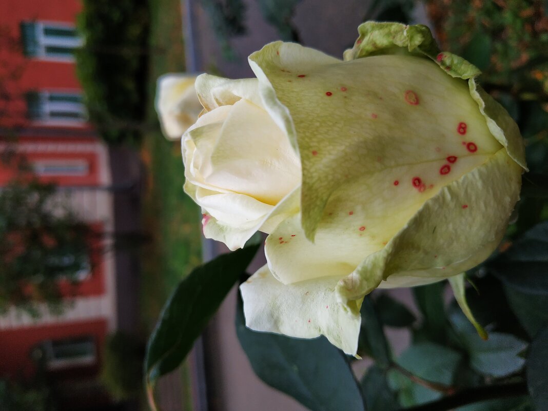 После встречи с моим любимым доктором (молоденькой докторшей) снова гуляю - Андрей Лукьянов