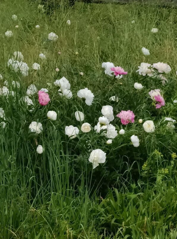 пионы - Галина R...