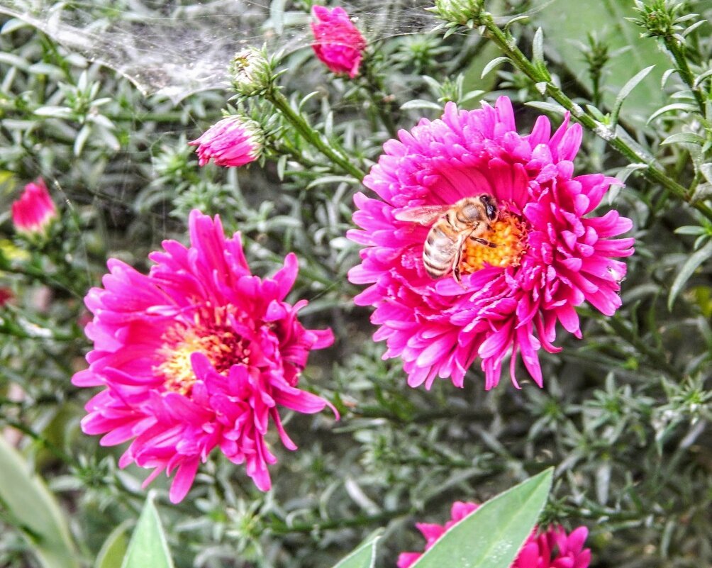 Вечная труженица! - Елена Хайдукова ( Elena Fly ) Вечная труженица! - Елена Хайдукова ( Elena Fly )