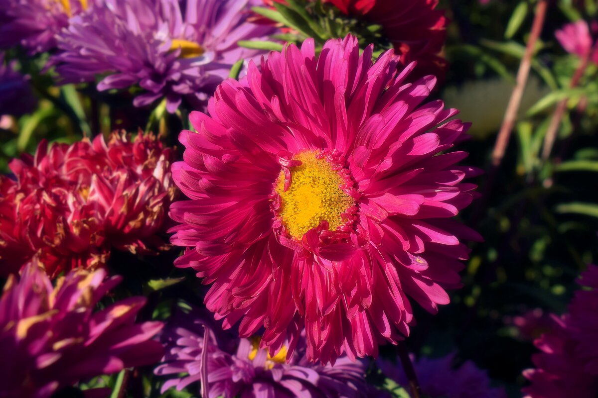 Осенняя звёздочка. - Татьяна Помогалова