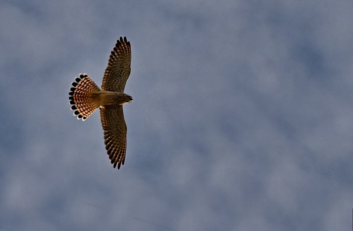 Пустельга... - Николай Саржанов