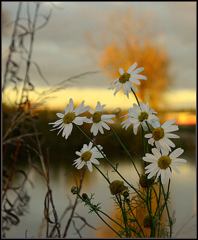 ...еще цветут - Aleksandr Gal
