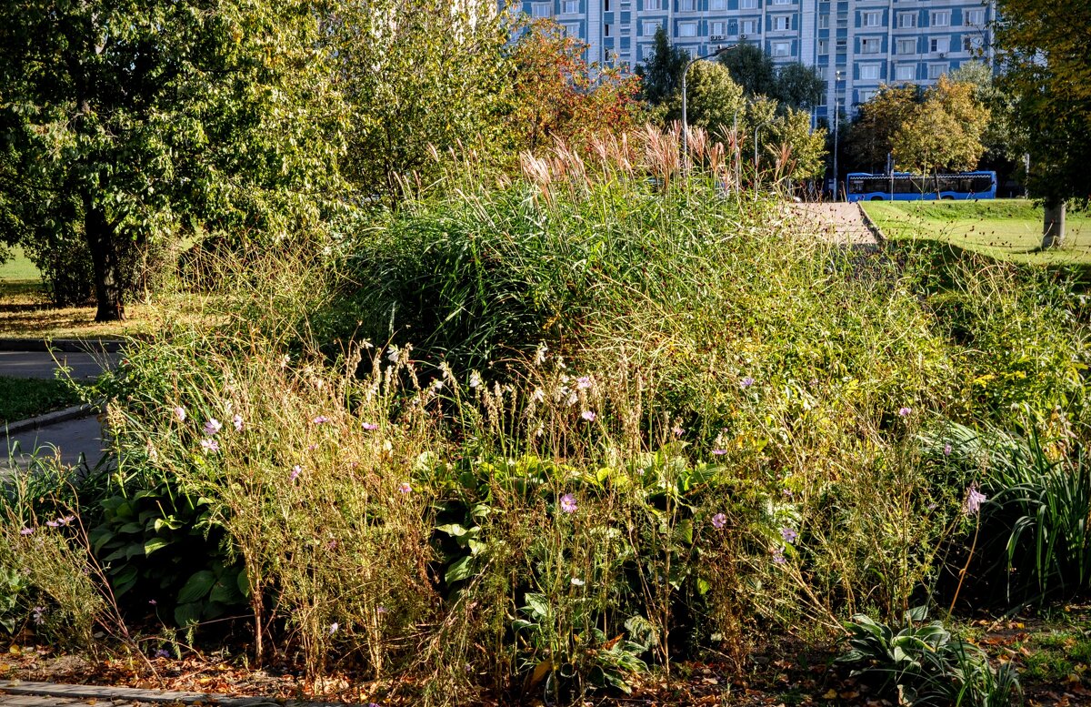 Клумба ,,,остатки былой роскоши - Анатолий Колосов